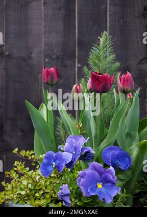 Behälterpflanzen im Topf gegen schwarzen Holzzaun, einschließlich Tulip „Palmyra“, Blue Pansies und mühlenbeckia Stockfoto