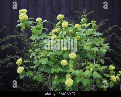 Vollaufnahme von Viburnum opulus „roseum“ (Schneeballbusch) mit neuen limonengrünen Pompumblütenköpfen vor dunklem Hintergrund im Frühling in einem englischen Garten Stockfoto