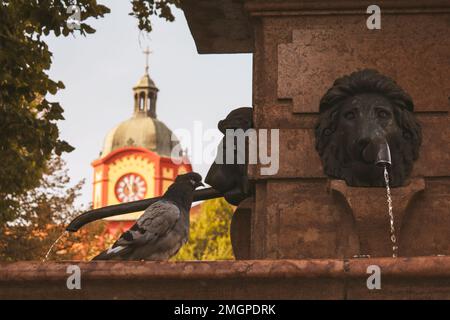 Eine Nahaufnahme einer Taube hoch oben auf einem dekorativen Löwenkopf-Brunnen in Serbien Stockfoto