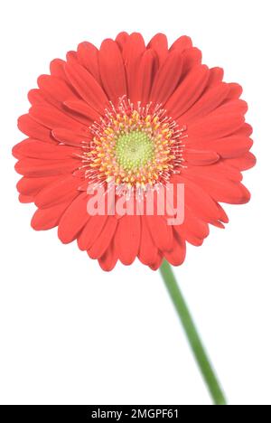 Rote Gerbera Blumen auf weiß Stockfoto