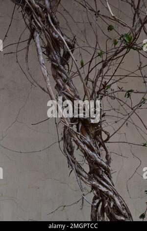 Alte Anlage vor grauem Wandkonzepthintergrund Stockfoto