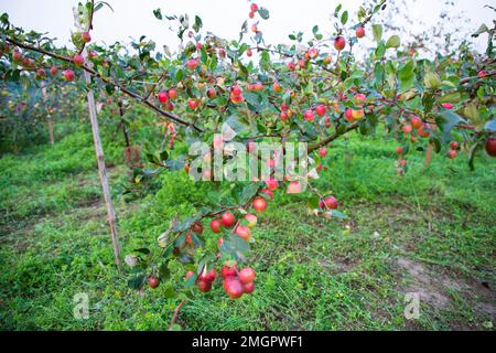 Rote Jujube-Früchte oder apfelkul Boroi auf Bäumen in bangladesch Stockfoto