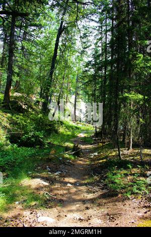 Ein schmutziger Pfad, der durch einen Wald voller Bäume verläuft Stockfoto