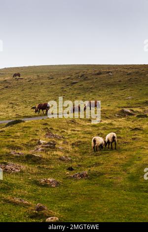 Pferde und Ziegen, die auf der Wiese entlang des Camino de Santiago in den französischen Pyrenäen weiden Stockfoto