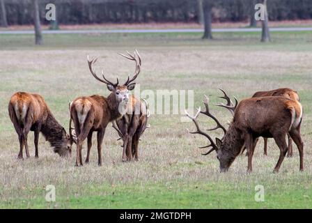 Windsor, Großbritannien. 26. Januar 2023. Eine Herde majestätischer Rotwild, Cervus elaphus, weidet an einem langweiligen Tag im Windsor Great Park. Rund 500 Hirsche können im Deer Park frei herumlaufen und füttern. Die Royal Parks geben an, dass die aktuelle Herde aus zwei Stags und 40 Hintern stammt, ursprünglich aus Balmoral Estate, die 1979 vom verstorbenen Herzog von Edinburgh, dem Park Ranger, eingeführt wurden. Nur die Hirsche haben ein Geweih, das sie am Ende des Winters ablegen. Kredit: Maureen McLean/Alamy Live News Stockfoto