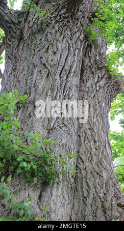 Tsaarinpoppeli, Heinolan rantapuisto Stockfoto