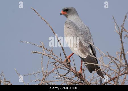Blasser Goshawk (Melierax canorus), der in einem Baum im Etosha-Nationalpark, Namibia, gesungen hat Stockfoto