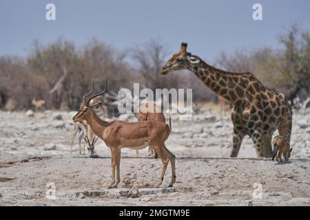 Schwarzgesichter Impala (Aepyceros melampus petersi), Giraffe und Schwarzrücken-Schakal an einem Wasserloch im Etosha-Nationalpark, Namibia Stockfoto