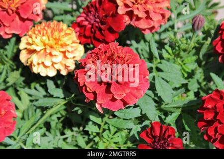 Französische Marigold (Tagetes patula „Strawberry Blonde“) Stockfoto