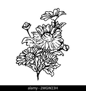 Schwarz-Weiß-Skizze von Gänseblümchen, isoliert auf weißem Hintergrund. Handgezeichneter Blumenstrauß aus Kamillenblüten. Vektordarstellung. Stock Vektor