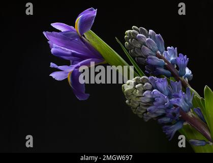 Hyazinthen und Iris blühen auf schwarzem Hintergrund Stockfoto