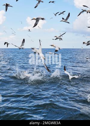 Gannet; Morus bassanus kämpft um einen Fisch im Meer vor der Yorkshire-Küste Stockfoto