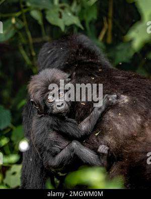 Mountain Gorilla - Baby reitet auf dem Rücken der Mutter Stockfoto