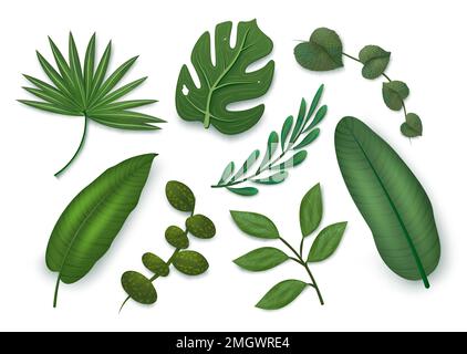 Belässt Elementvektorset. Blattgrüne Elemente isoliert für Sommer- und Frühlingsdesign. Sammlung von Pflanzenelementen zur Vektordarstellung. Stock Vektor
