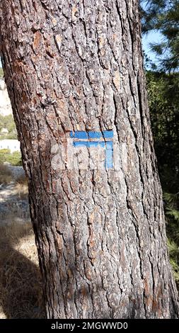 Blaue Markierungen auf Bäumen für Wanderwege und Wanderwege in der Natur Stockfoto