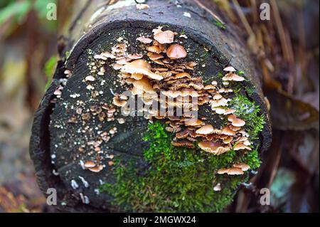 Unreife Pilze und Moos, die auf gereiften, abgeschnittenen Sträuchern wachsen. Pazifischer Nordwesten – British Columbia, Kanada. Stockfoto