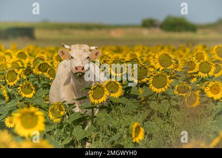 Weiße Kuh, die im Sommer auf dem Ackerland an der Westatlantikküste Charente Maritime, Frankreich, Blumen auf dem Feld gelber Sonnenblumen isst Stockfoto