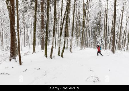 Wandern in einem Schneesturm im Wald der Region Notranjska, nahe Baza 20 in Kocevski rog, Slowenien Stockfoto