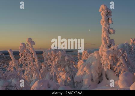 Winterlandschaft mit Mondschimmel, viel Schnee und Schnee auf den Bäumen, bei Sonnenuntergang, Gällivare County, Schwedisches Lappland, Schweden Stockfoto