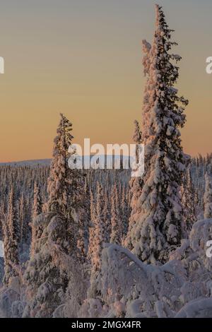 Winterlandschaft mit Mondschimmel, viel Schnee und Schnee auf den Bäumen, bei Sonnenuntergang, Gällivare County, Schwedisches Lappland, Schweden Stockfoto