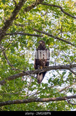 Juvenile Weißkopfseeadler im Norden von Wisconsin. Stockfoto