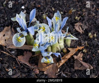 Winterblüte, blassblau und gelb. Iris reticulata 'Katharine Hodgkin' in einem britischen Garten im Januar Stockfoto