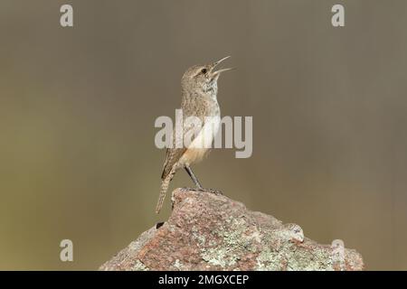 Rock Wren, Salpinctes obsoletus, auf Rock Stockfoto