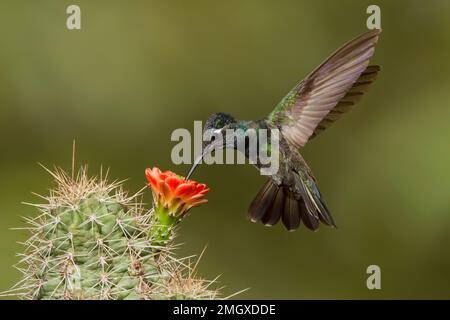 Rivolis Kolibri männlich, Eugenes fulgens, Fütterung bei Echinocereus sp. Kaktus. Stockfoto