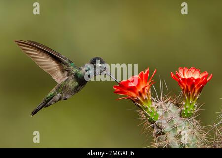 Rivolis Kolibri männlich, Eugenes fulgens, Fütterung bei Echinocereus sp. Kaktus. Stockfoto