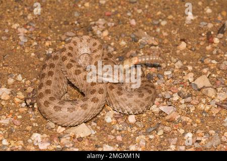 Zwillingsfleckenklapperschlange, Crotalus pricei, Viperidae Stockfoto