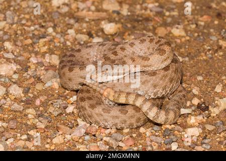 Zwillingsfleckenklapperschlange, Crotalus pricei, Viperidae Stockfoto