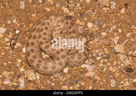 Zwillingsfleckenklapperschlange, Crotalus pricei, Viperidae Stockfoto