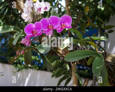 Doritaenopsis-Blumen sind rosa. Doritaenopsis. Naturhintergrund Stockfoto