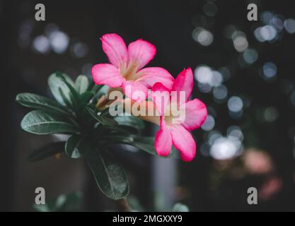 Adenium-Abesum-Blüte. Rosa Adenium Obesum Plant. Rosa Blume. Naturhintergrund Stockfoto