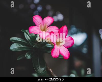 Adenium-Abesum-Blüte. Rosa Adenium Obesum Plant. Rosa Blume. Naturhintergrund Stockfoto