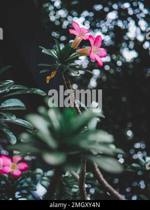 Adenium-Abesum-Blüte. Rosa Adenium Obesum Plant. Rosa Blume. Naturhintergrund Stockfoto