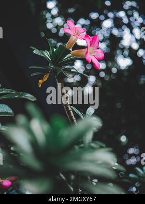 Adenium-Abesum-Blüte. Rosa Adenium Obesum Plant. Rosa Blume. Naturhintergrund Stockfoto