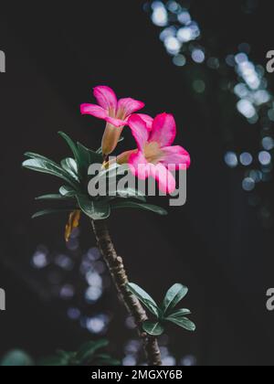 Adenium-Abesum-Blüte. Rosa Adenium Obesum Plant. Rosa Blume. Naturhintergrund Stockfoto