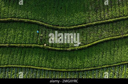 Eine Kohlfarm von oben, wo Bauern ernten. Stockfoto