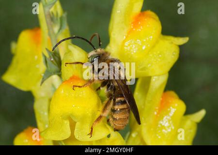 Longhornbiene männlich, Melissodes sp., Apidae Stockfoto