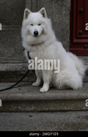 LA SAMOYEDE VUE À SALAMANQUE Stockfoto