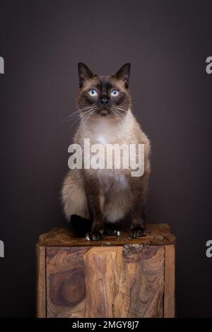 siamesische Katze, die auf einem Holzstamm sitzt und in die Kamera schaut. Hochformat vor dunkelbraunem Hintergrund Stockfoto