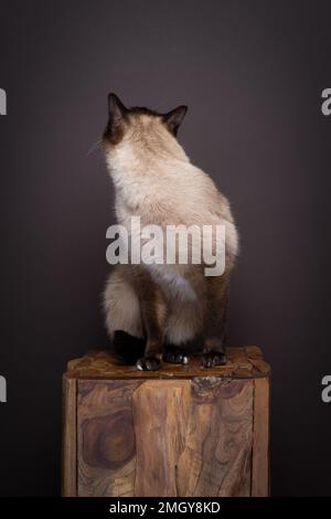 siamesenkatze sitzt auf einem Holzstamm und dreht den Kopf um, während sie auf dunkelbraunen Hintergrund mit Kopierbereich wegschaut Stockfoto