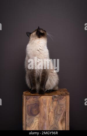 siamesenkatze sitzt auf einem Holzstamm und dreht den Kopf um, während sie auf dunkelbraunen Hintergrund mit Kopierbereich wegschaut Stockfoto