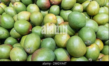 Viele Mangos mit viel grünem Stapel frischer Mangofrüchte im Hintergrund Stockfoto