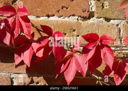 Das leuchtend rote Herbstlaub von Parthenocissus quinquefolia, auch bekannt als Virginia Creeper, vor einer Backsteinmauer im britischen Garten im Oktober Stockfoto