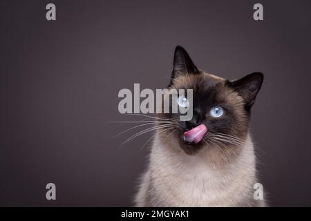 Hungriges siamesisches Katzenporträt. Die Katze leckt ihren Mund und wartet auf Snacks. studio-Aufnahmen auf braunem Hintergrund mit Kopierbereich Stockfoto