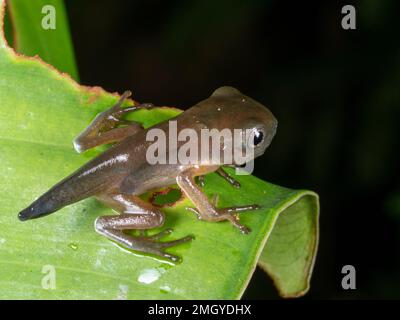 Der metamorphosierende Frosch des Amazonischen Affenfrosches (Agalychnis hulli), Provinz Orellana, Ecuador Stockfoto