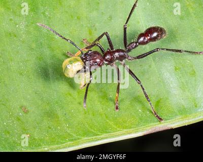 Bullet Ant (Paraponera clavata) mit einem Beute-Gegenstand, einer Raupe, im Regenwald, Provinz Orellana, Ecuador Stockfoto