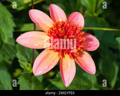 Pink und Orange Mittelanemone blüht halbhartes Sommerbettwäsche Dahlia „Totally Tangerine“ Stockfoto